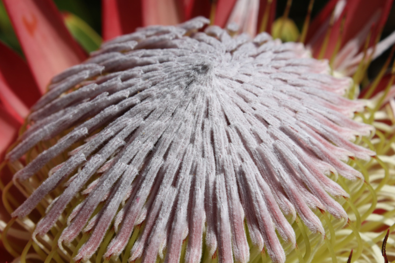 Protea Close-up